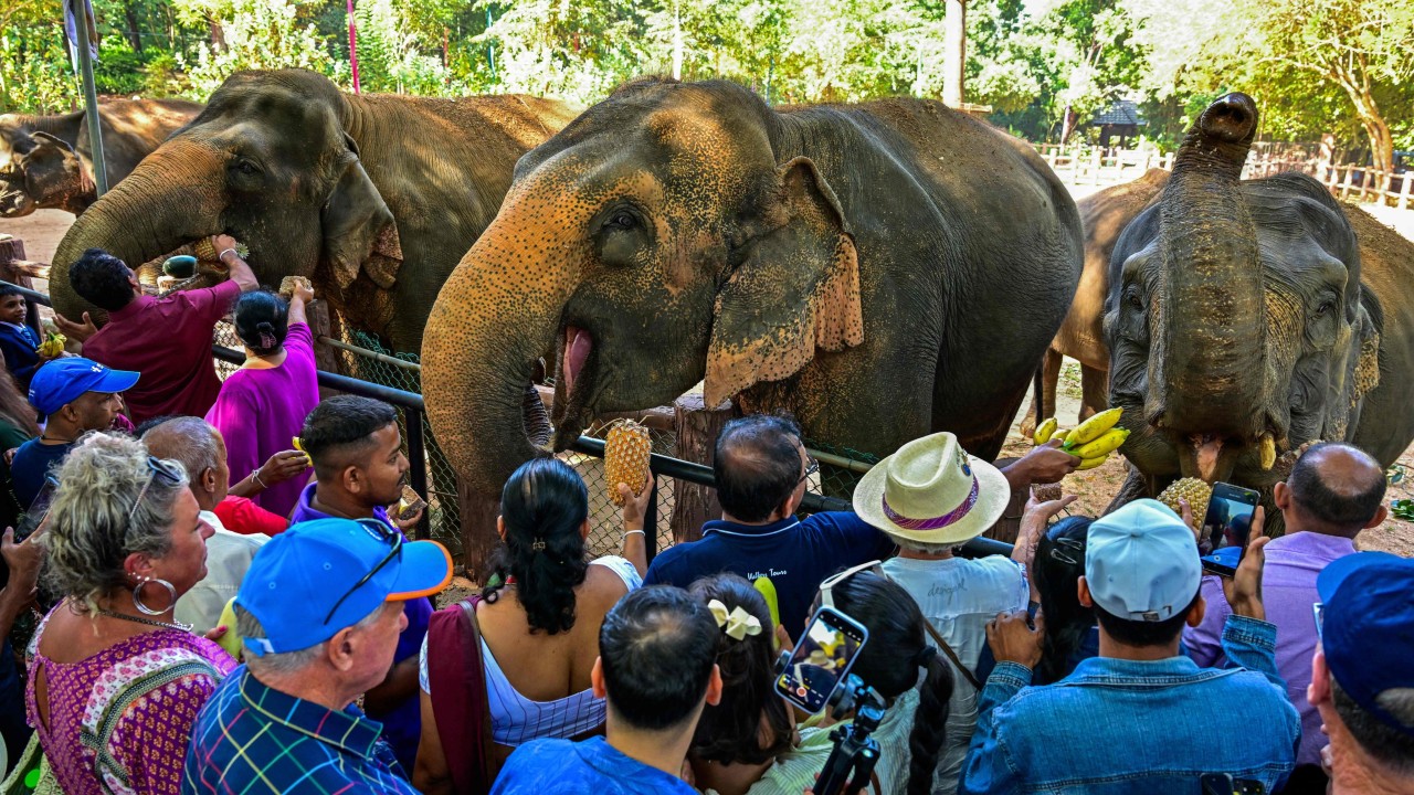 Sri Lanka’s first elephant orphanage celebrates 50 years