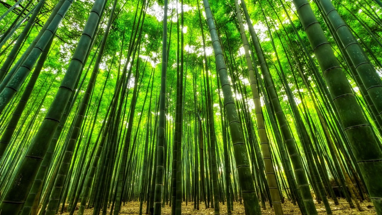 How Chinese engineers used bamboo in the world’s longest sea bridge, and more