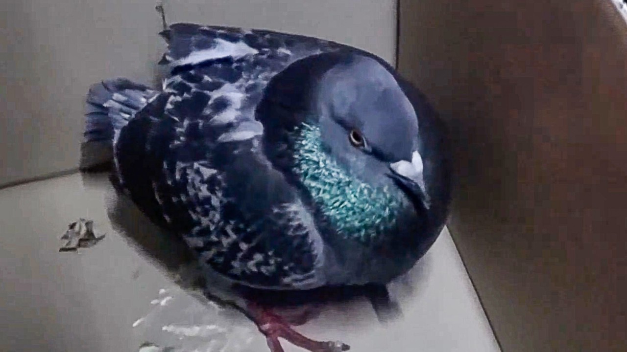 Pigeon found with cut wings, tail feathers sparks Hong Kong police probe