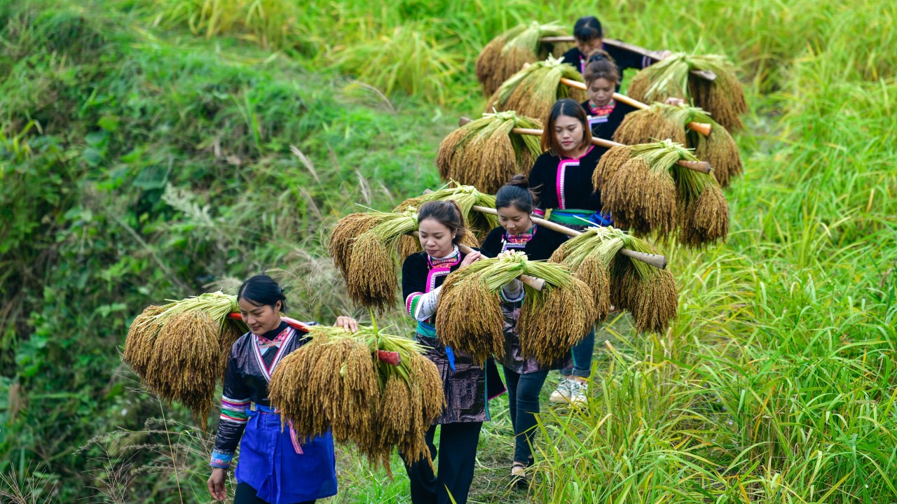 Chinese team develops strain of rice that may help cut the risk of heart disease