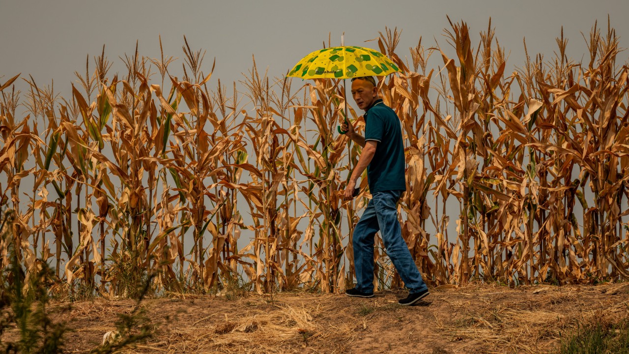 China could lose 35% of its cropland by 2100, scientists warn