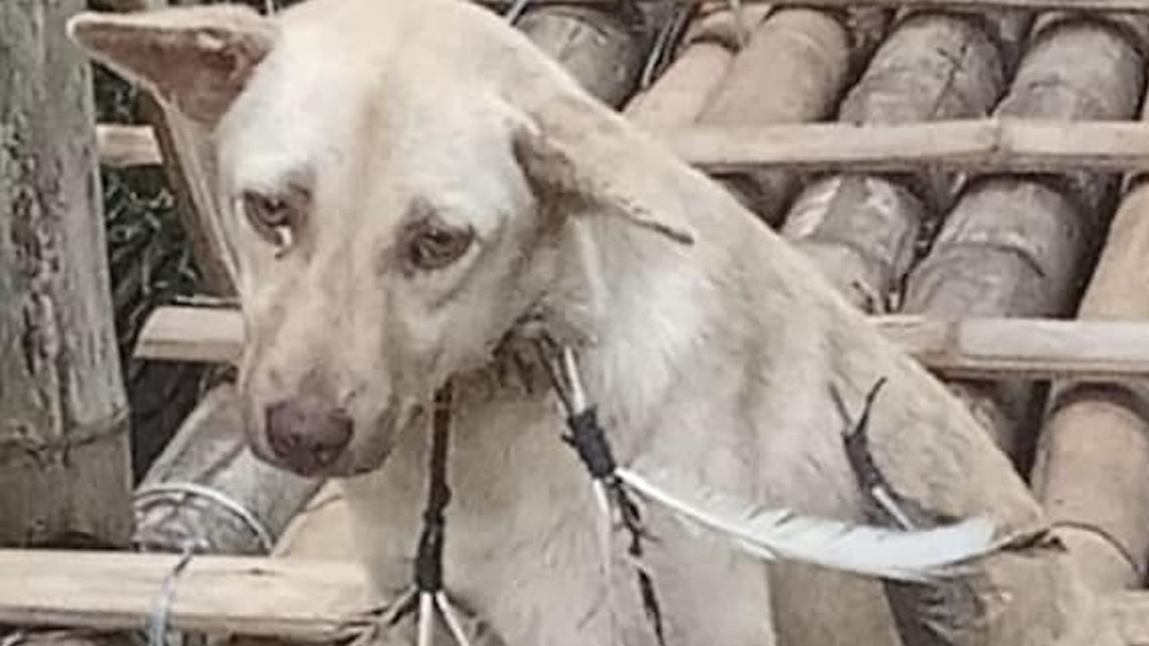 Filipinos outraged over dog shot with arrows, call for law with ‘stronger fangs’
