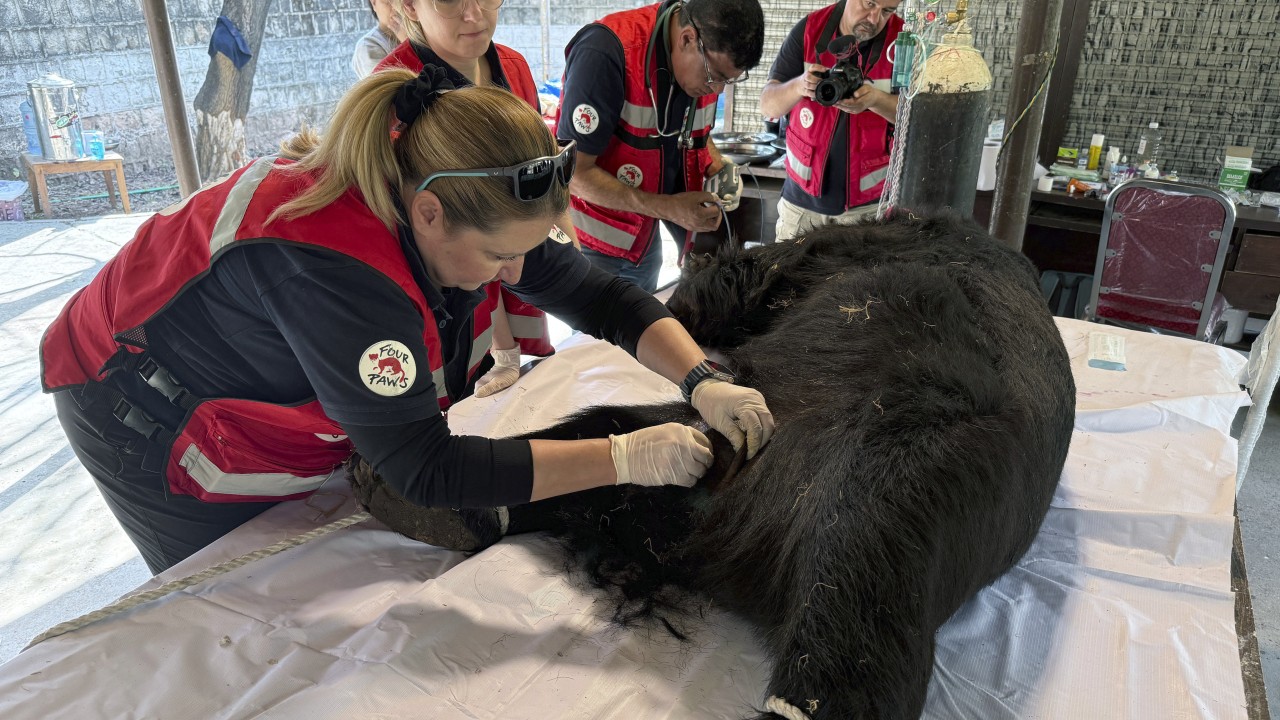 Bear abused in cruel fights rescued in Pakistan