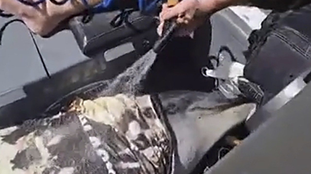 Surprise dolphin hitches a ride in New Zealand fishermen’s boat