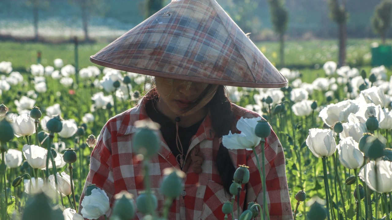 In Myanmar’s fields of fear, farmers sow opium poppies for survival
