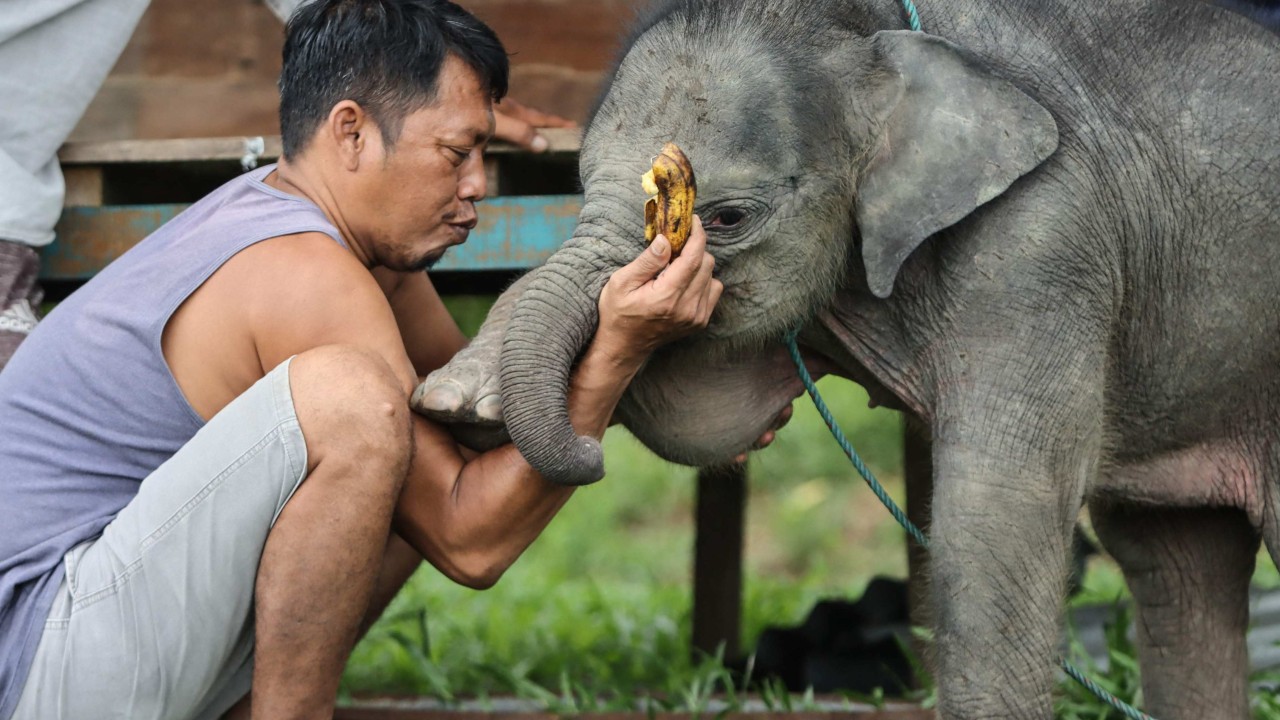 Indonesia rescues lost baby elephant missing its mother