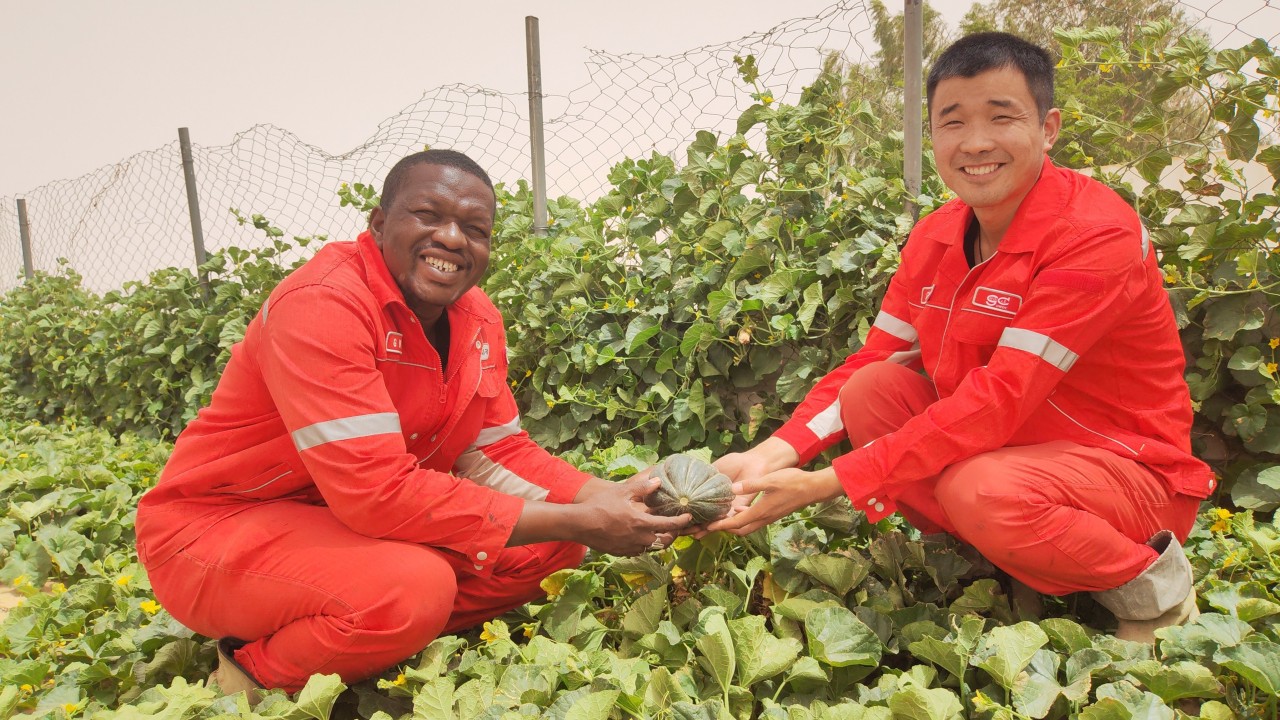 Why is China quietly helping Africa build a Great Green Wall across the Sahara?