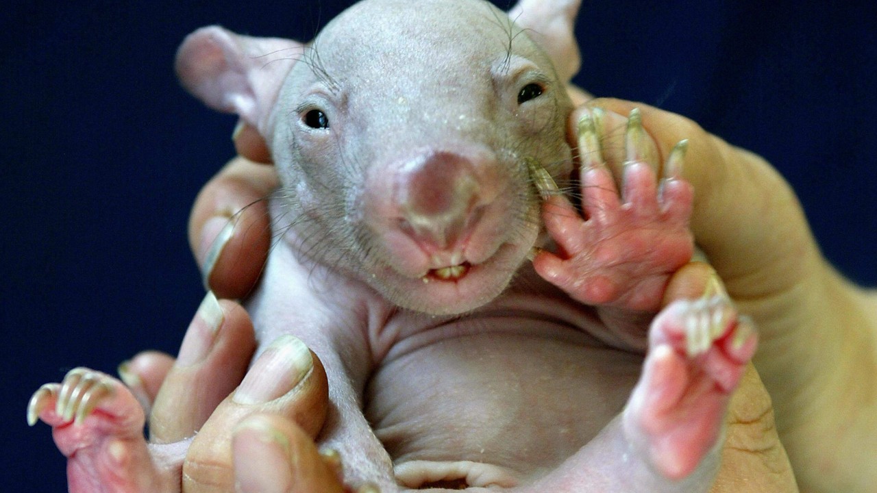 Fury in Australia after US influencer Sam Jones hounds baby wombat