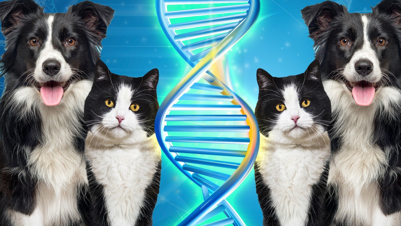 Chinese pet cloning industry charges up to US$52,000, raises ethical and health concerns