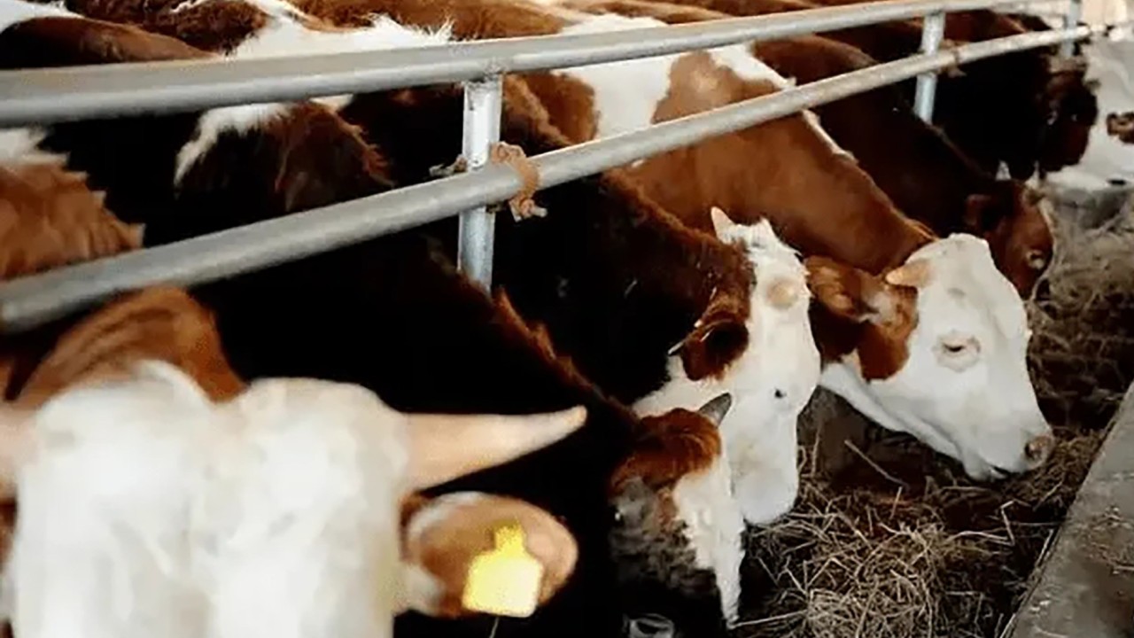 China spent 43 years engineering the perfect cattle, and Laos deal marks its first export