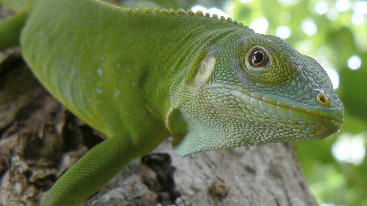 Scientists think they’ve finally figured out how iguanas got to Fiji