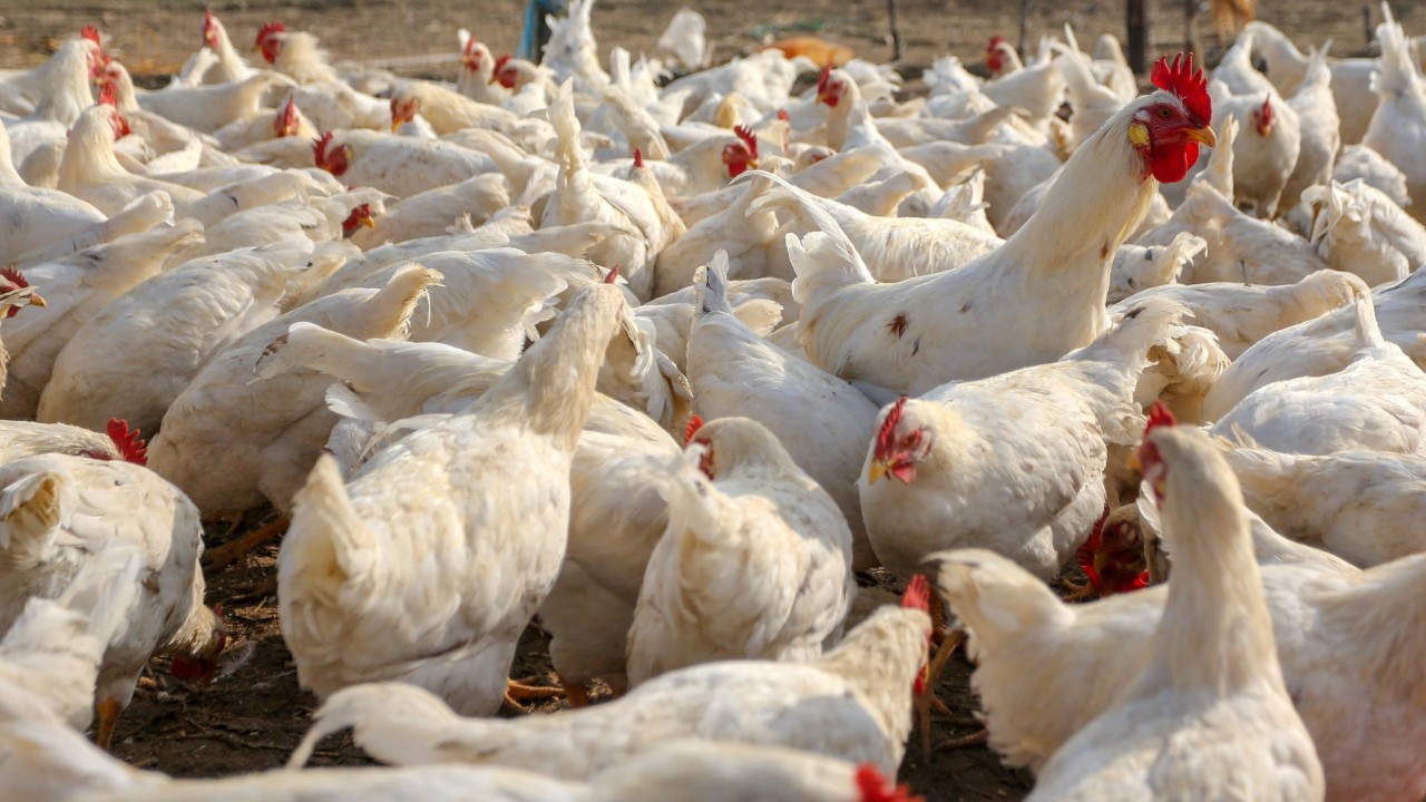 US reports first outbreak of deadly H7N9 bird flu since 2017