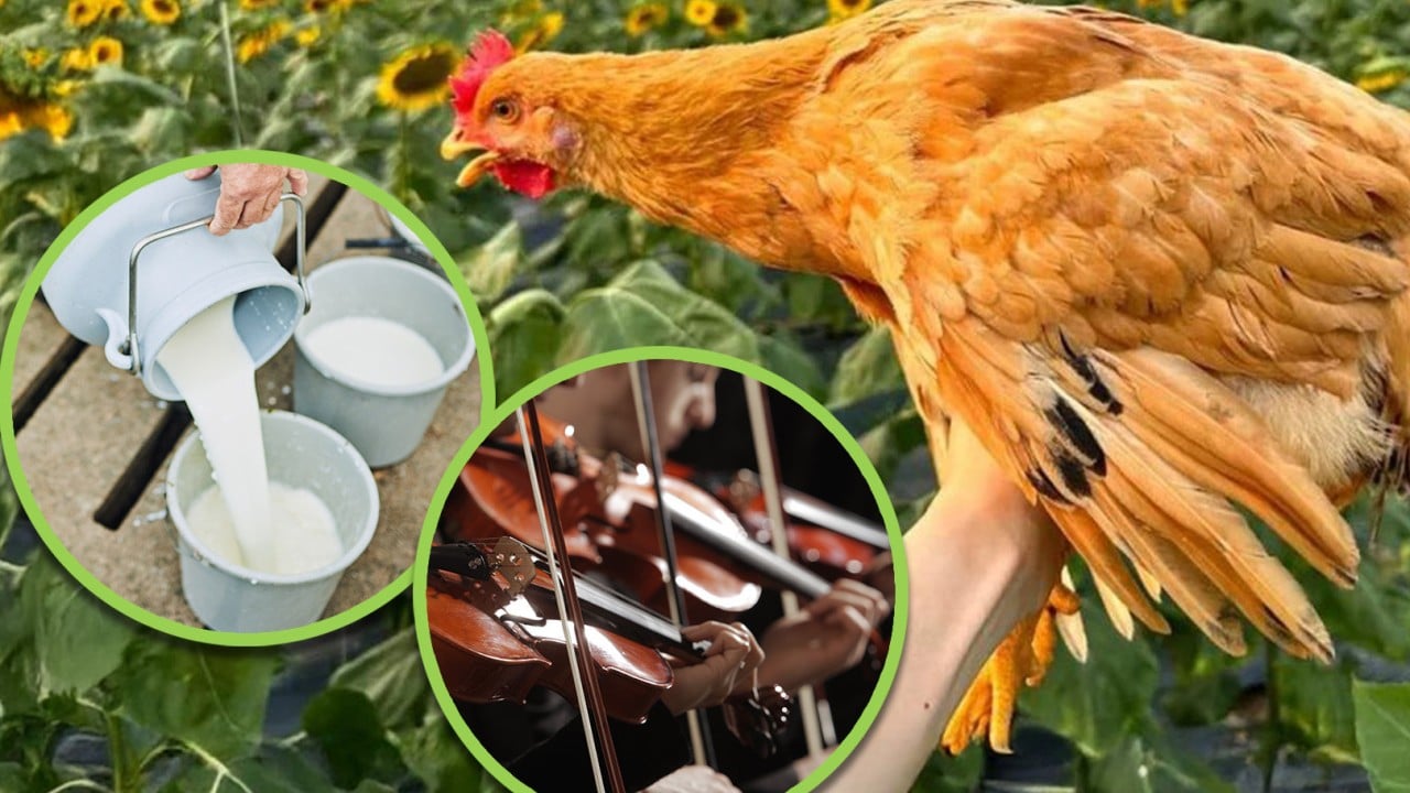 China restaurant sells half chicken ‘raised on music, milk’ for US$66, triggers online taunts