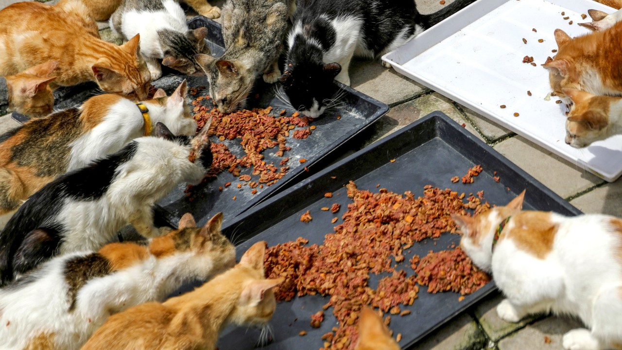 Is Jakarta’s ‘cat island’ a purr-fect plan to boost tourism and solve its stray cat problem?