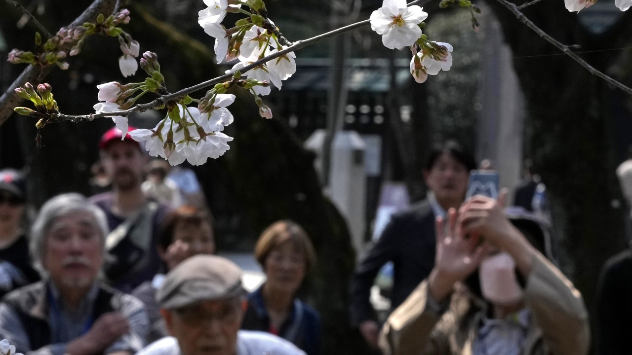 Japan welcomes cherry blossom season but China sands threaten to spoil views