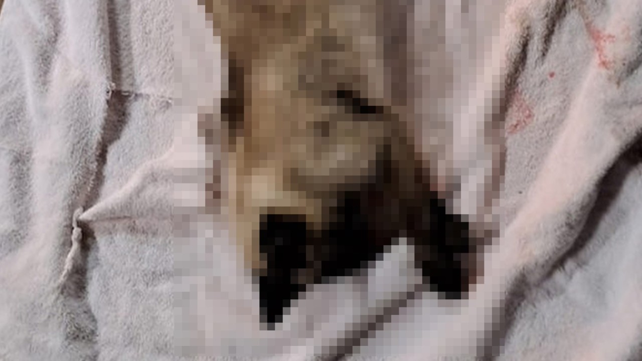 Hong Kong police suspect cruelty after 2 cats allegedly fall from height, 1 dead