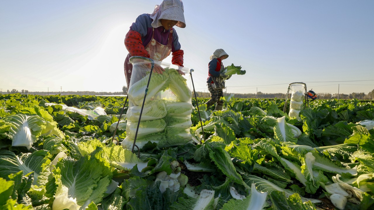 A DeepSeek moment is playing out in rural China as peasants seek AI advice