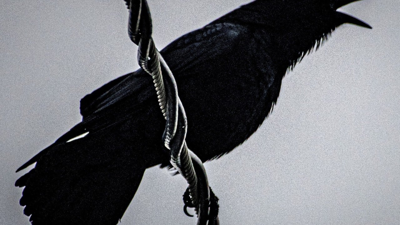 ‘Malicious’ Japan TV interview claiming Chinese eat crows ruffle feathers in China