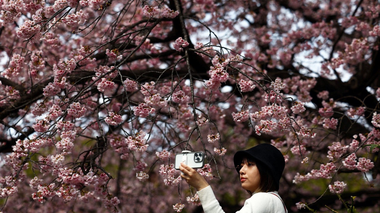 Chinese tourists plan stops to smell the cherry blossoms on holiday weekend
