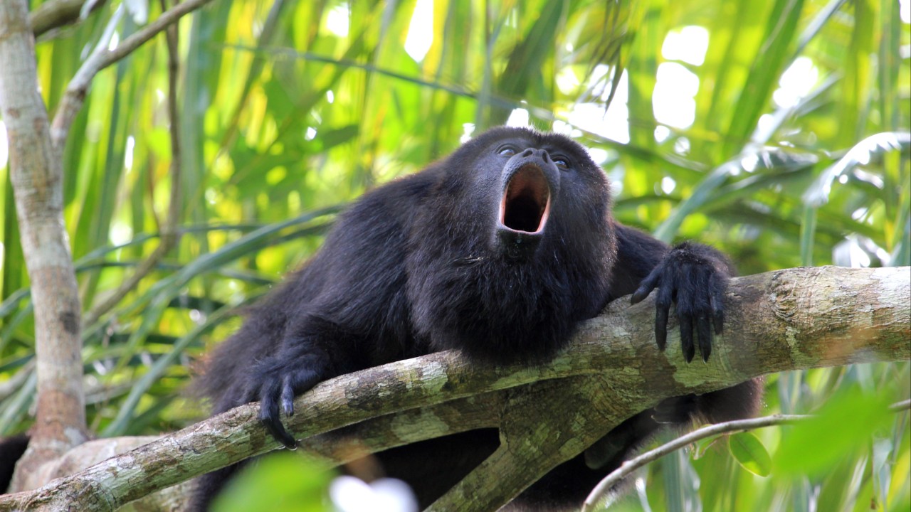 Why are monkeys better at yodelling than humans? It’s all in the membrane