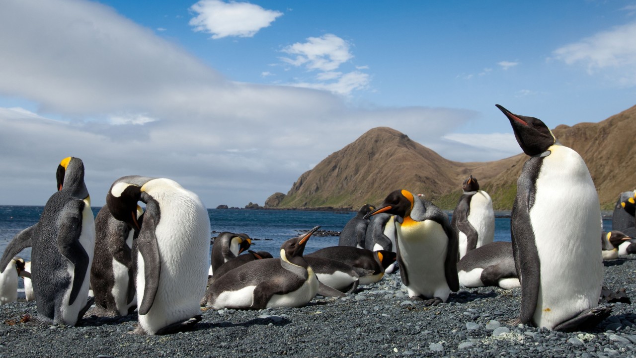 Tariffs for penguins? Trump trade order targets remote uninhabited Australian islands