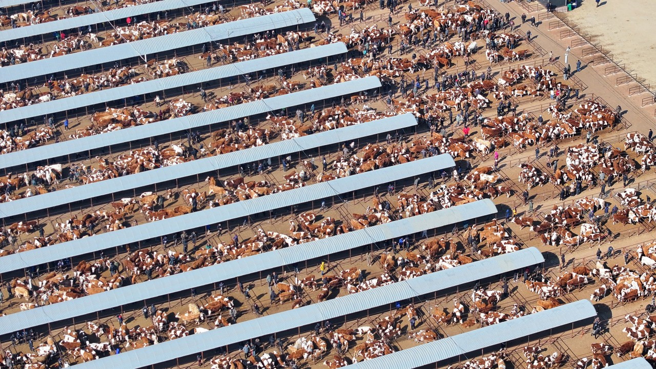 How China and Laos are taking the food security bull by the horns