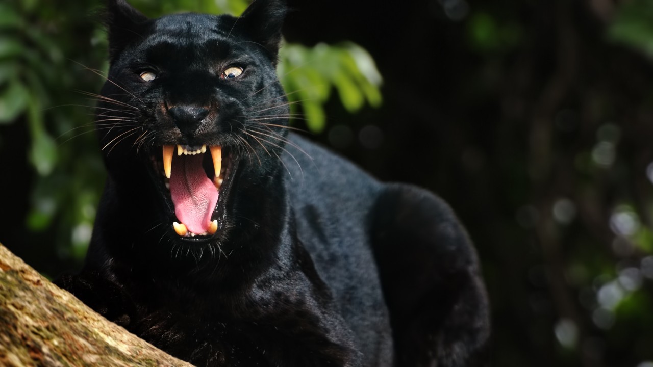 Water bottle saves Malaysian lorry driver from panther attack
