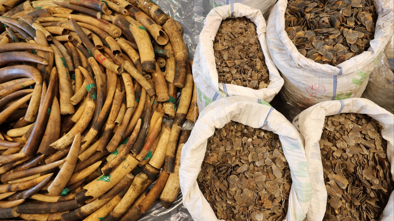 Stiffer Hong Kong penalties helping to fight illegal wildlife trade: authorities