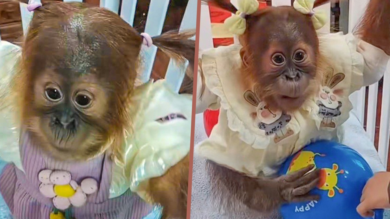 Chinese zoo dresses baby chimp in clothes, braids its hair, slammed for ‘harmful’ actions