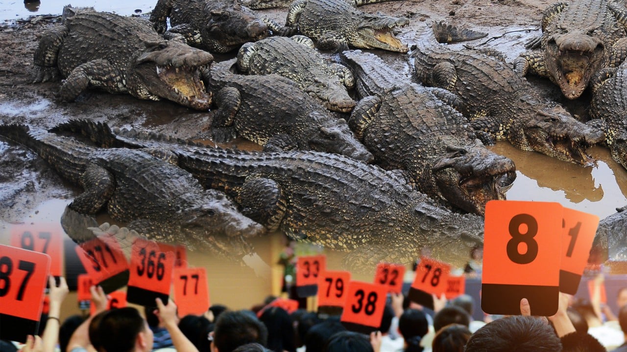 Crocodile auction, China’s ‘demon teacher’, Chinese calligraphy: 5 trending stories