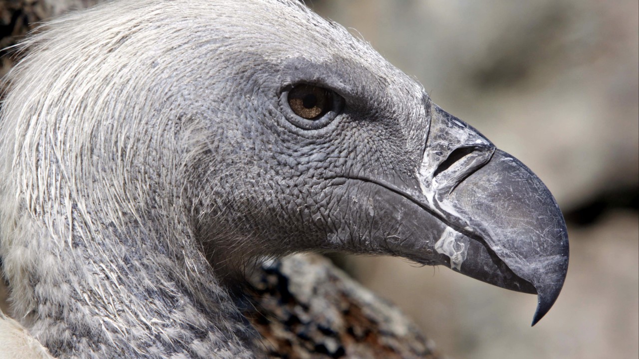 Vultures are among the least loved animals. African conservationists are trying to change that