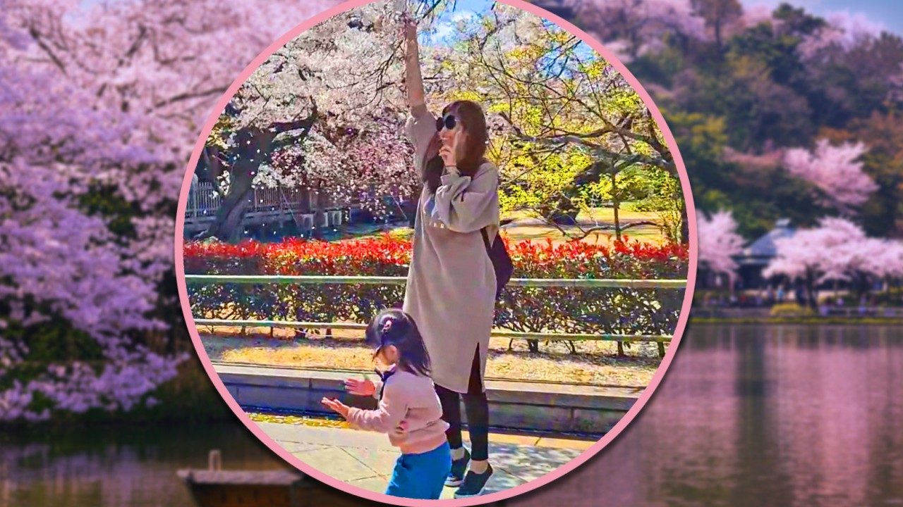 Taiwan tourist in Japan criticised for shaking trees to create “cherry blossom rain” for photos