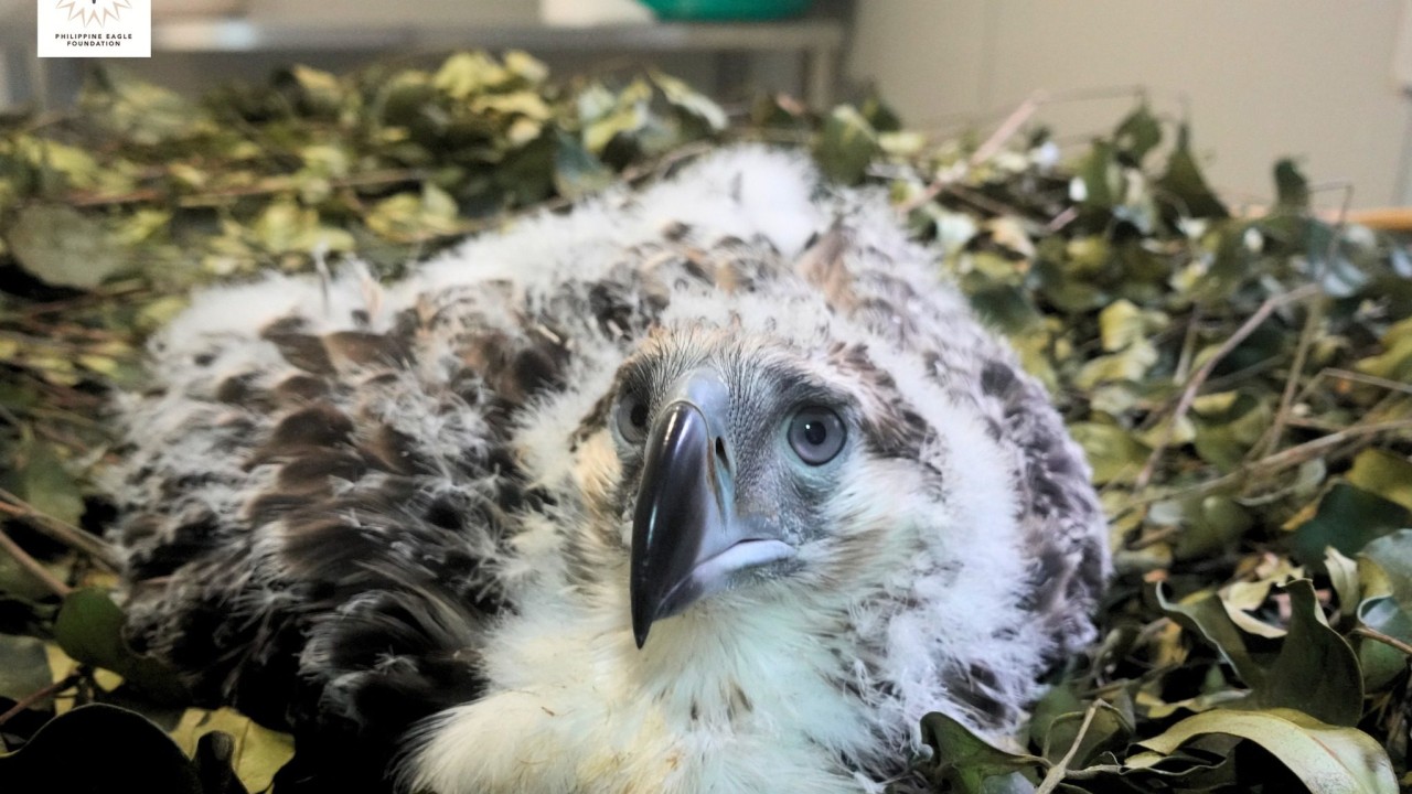 ‘Fly high, Riley’: Philippine eaglet dies 3 months after birth