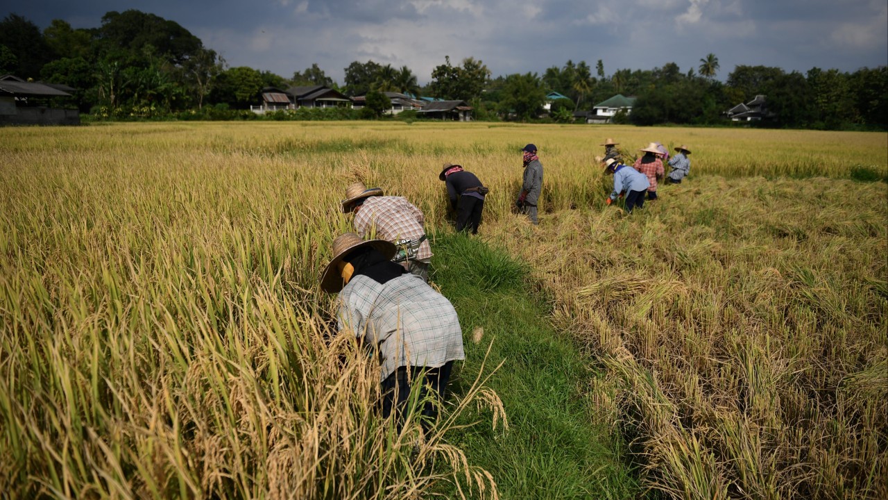 Major rice producers have world’s worst heavy metal pollution, Chinese scientists warn
