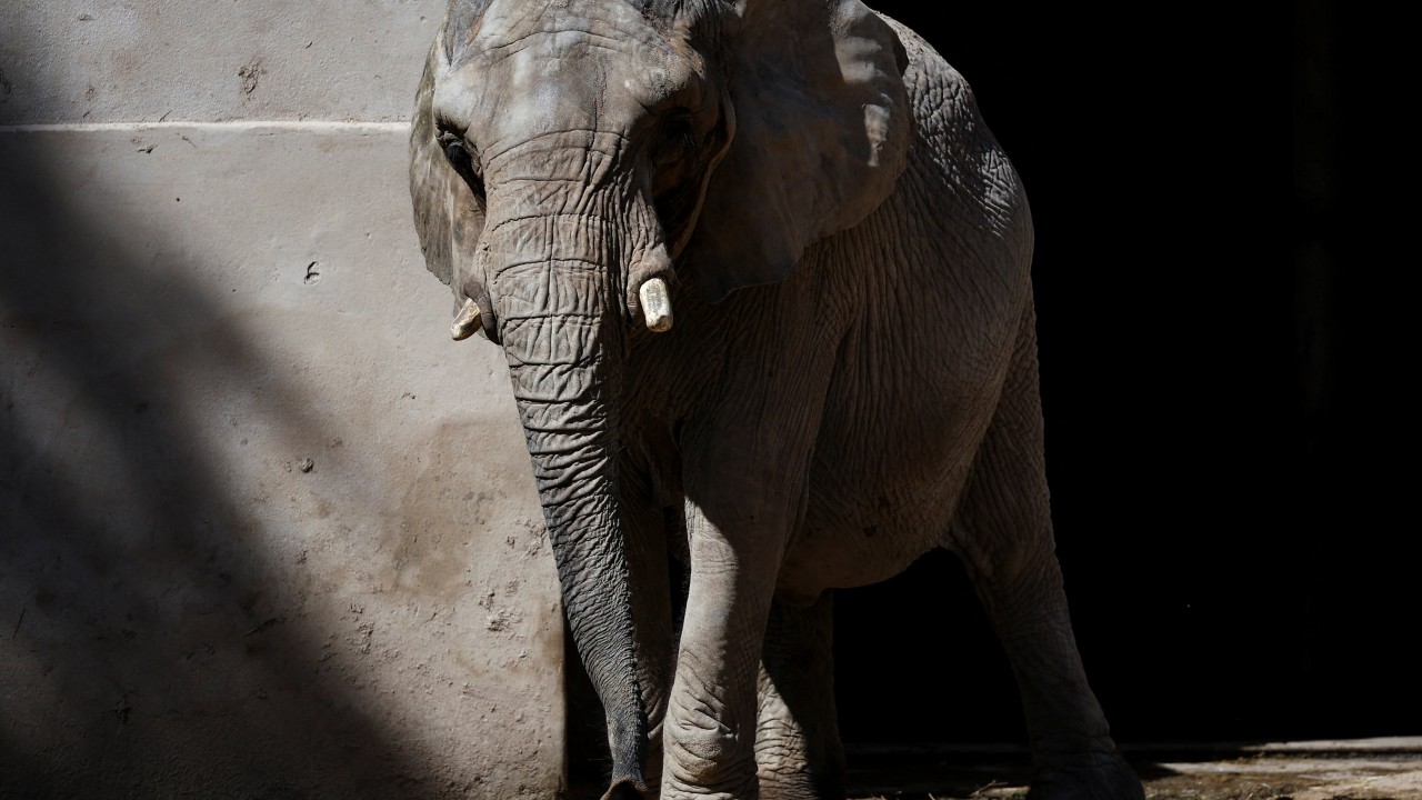 Pupy the elephant finds new home in Brazil sanctuary after 30 years in Argentine zoo