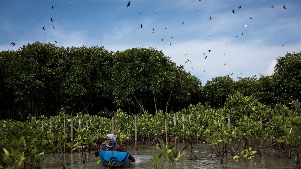 As sea levels rise, Indonesian woman turns to mangroves to keep floodwaters at bay