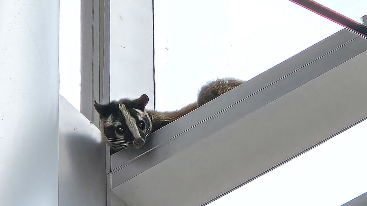 1-metre-long civet cat spotted roaming at Hong Kong shopping centre