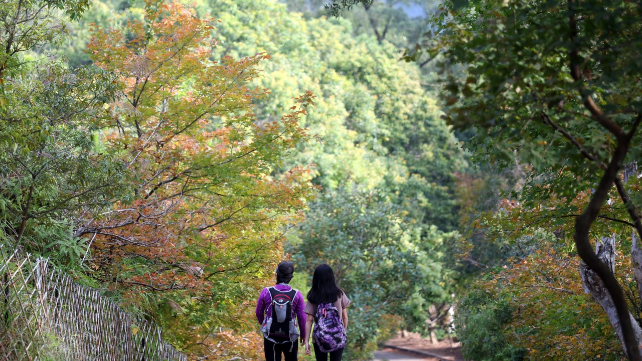 Hong Kong forests can store over 7 million tonnes of carbon, study finds