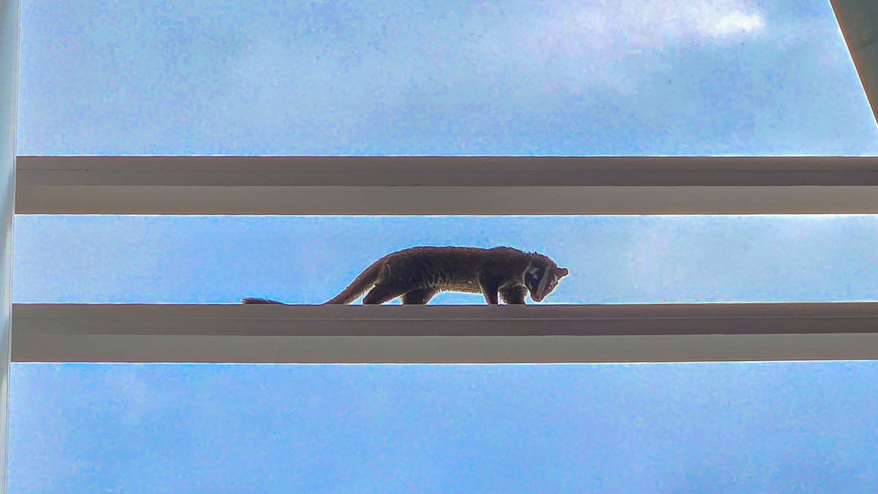 Civet cat caught at Hong Kong shopping centre released into wild after check-up