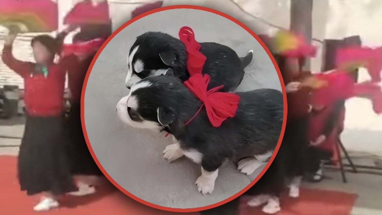 Chinese man celebrates month-old puppies, is berated by officials for disrupting public order