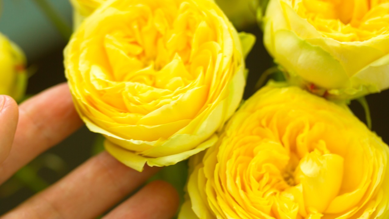 ‘Symbol of love’: Roses are red but first they were yellow, Chinese and Dutch study finds
