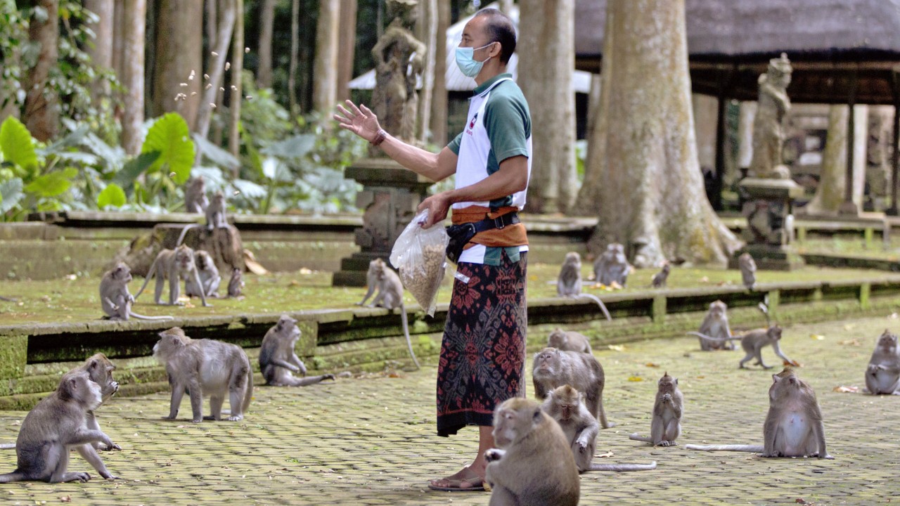 Bali renews rabies warnings for tourists visiting monkey parks and wildlife attractions