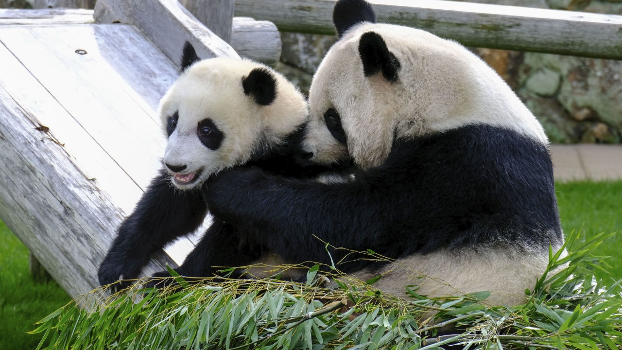 Sorrow in Japan as 4 pandas prepare for China return amid claims of political pressure
