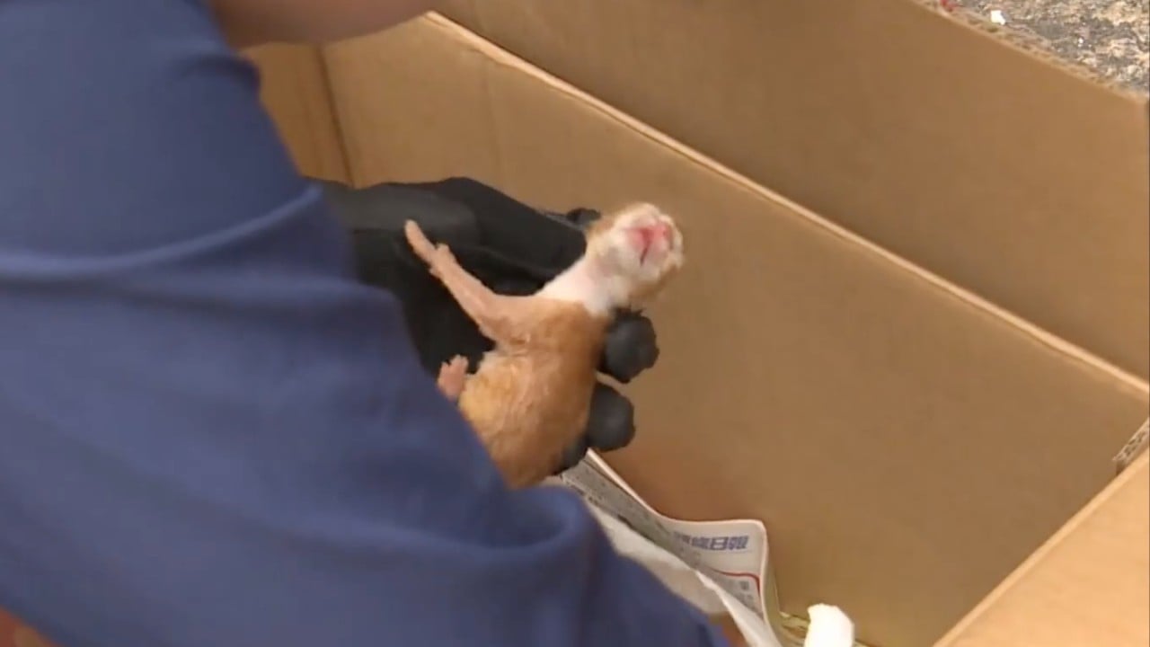 Hong Kong police investigating after 5 kittens found tied up in plastic bags