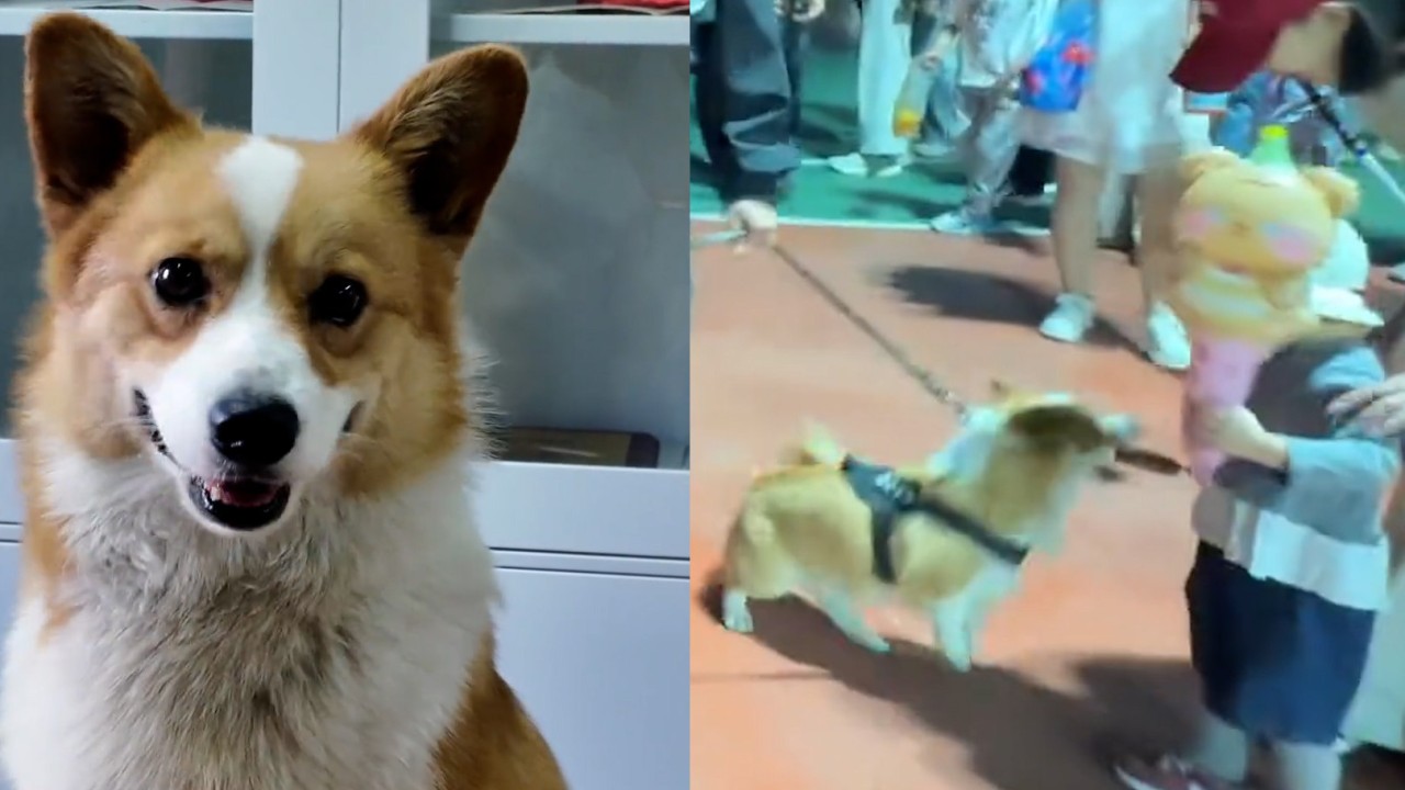 China’s police corgi caught stealing sausage during patrol