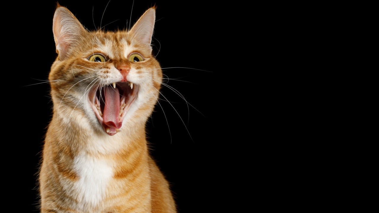 Baidu AI patent application reveals plans for turning animal sounds into words