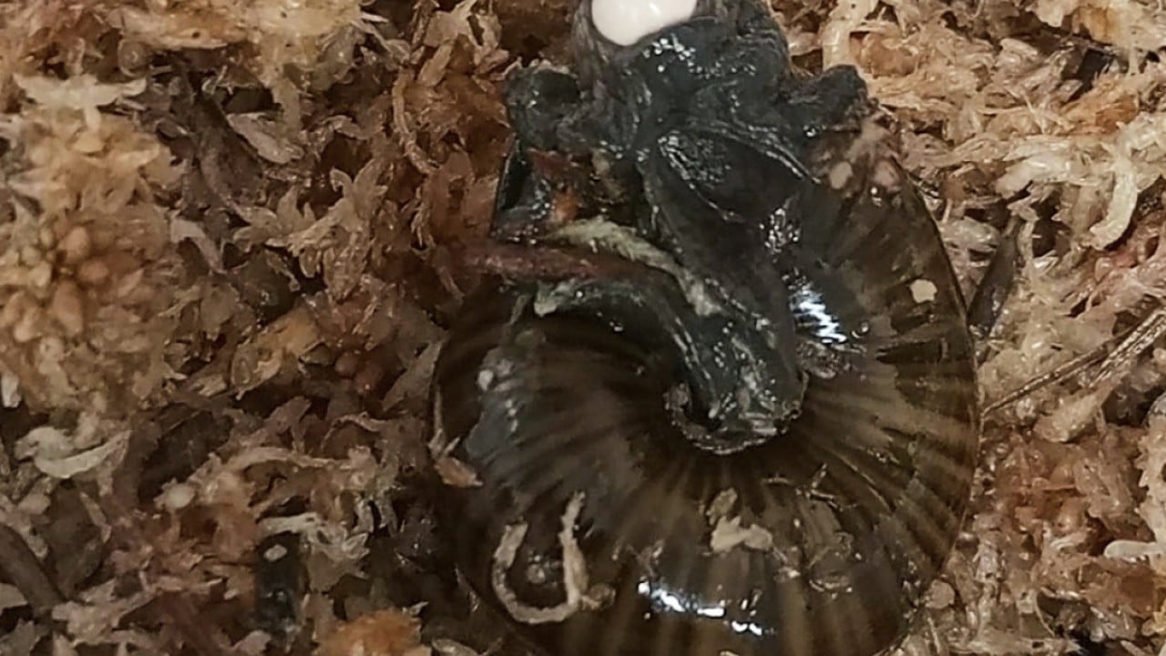 Rare New Zealand snail caught on camera laying egg from its neck for the first time