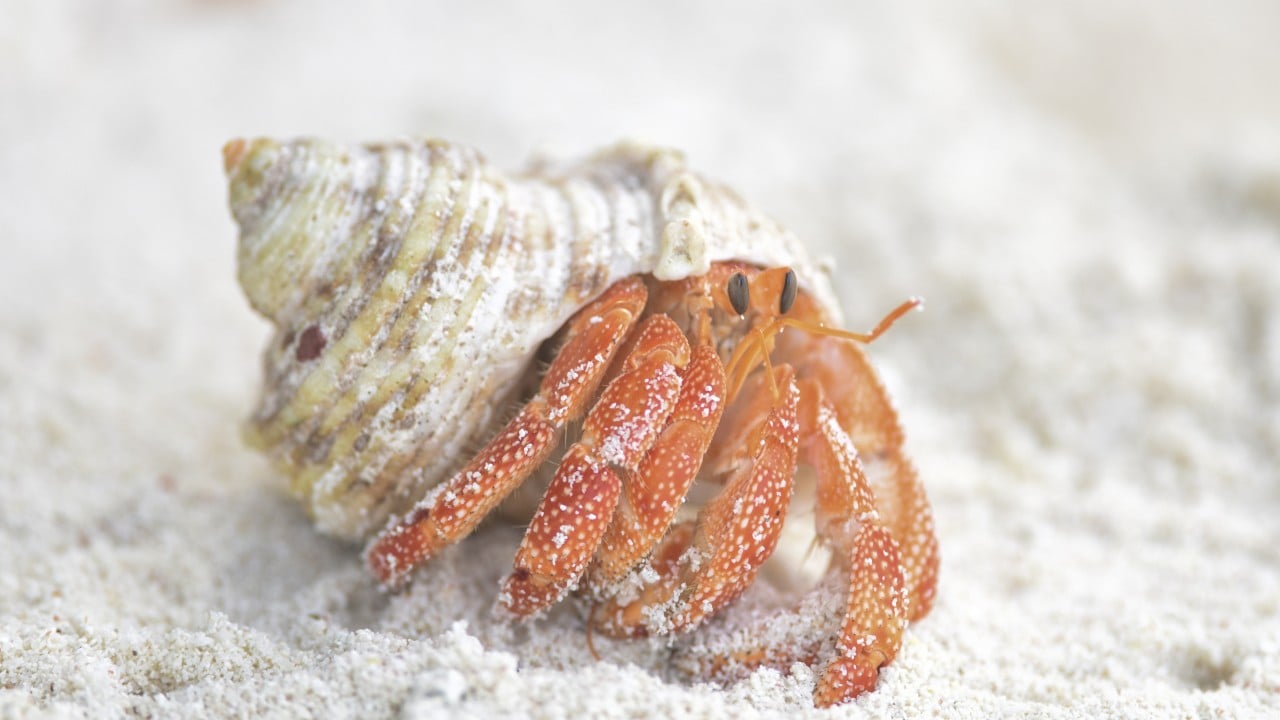 3 Chinese men arrested in Japan after 160kg of hermit crabs found in suitcases