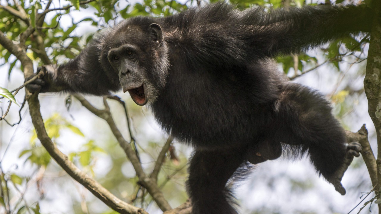 Can the origins of human music be seen in chimps drumming? Study provides new insights