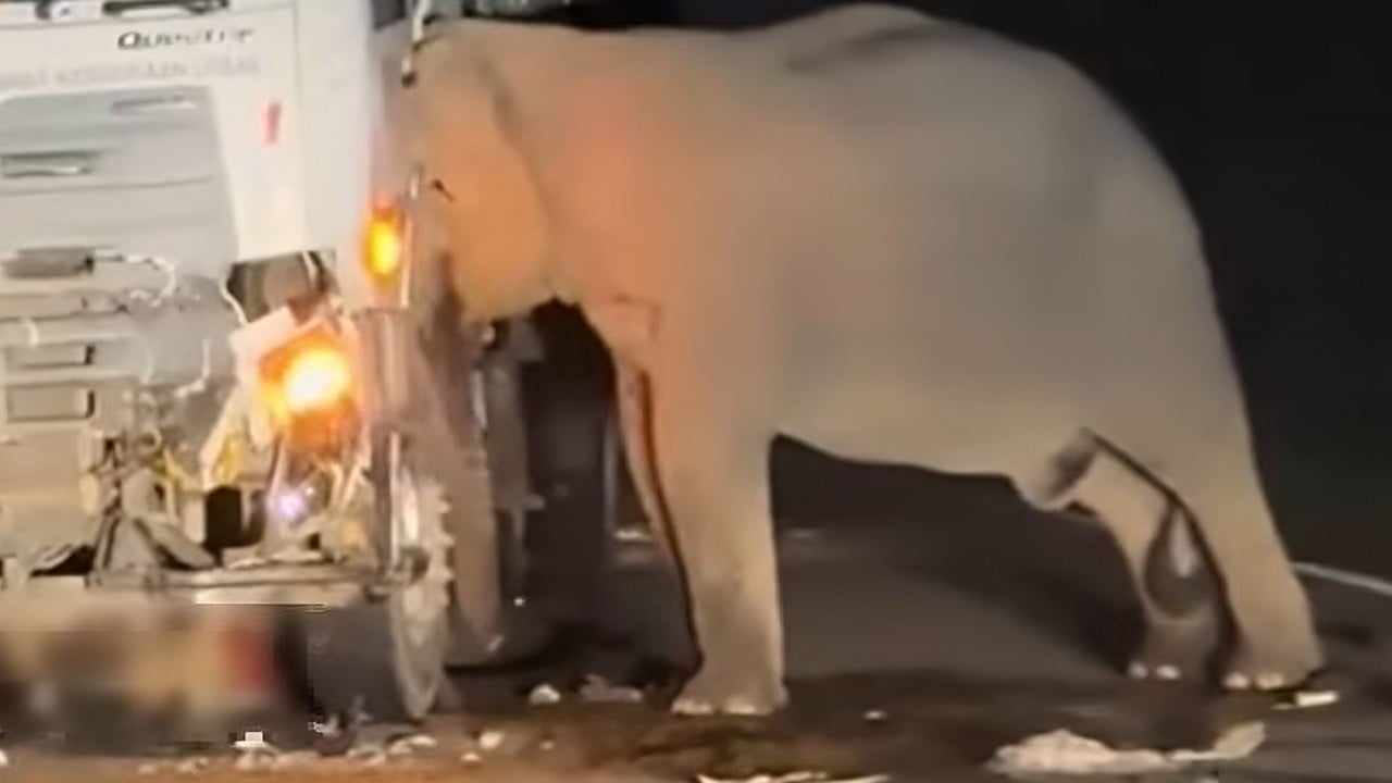 Mother’s Day heartbreak for Malaysian elephant mourning calf in viral video